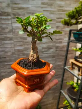 Bonsai Beringin Mangkok