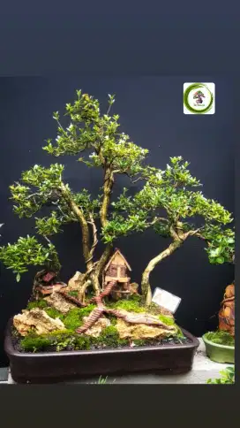 Bonsai Panorama Serissa
