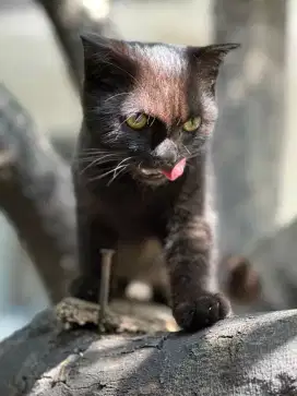 scottish fold jantan