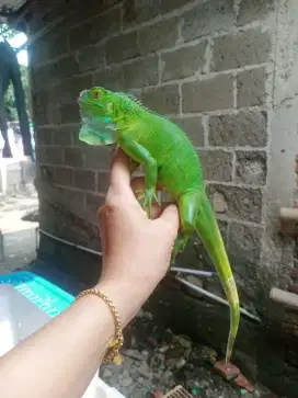 Gren iguana juvean size 55cm-+