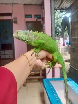 Gren iguana minus ekor bekas putus