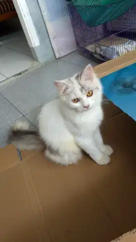 Kucing sehat anggora betina
