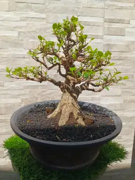 Bonsai Beringin Kimeng
