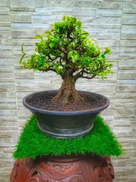 Bonsai Beringin Kimeng