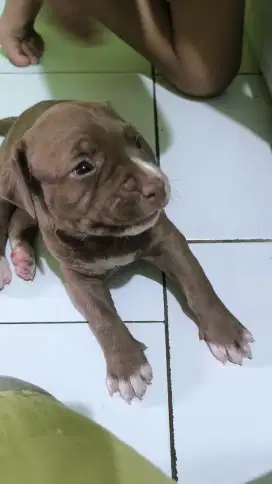 American Pitbull Terrier