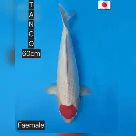 Tanco kohaku 60cm import serti