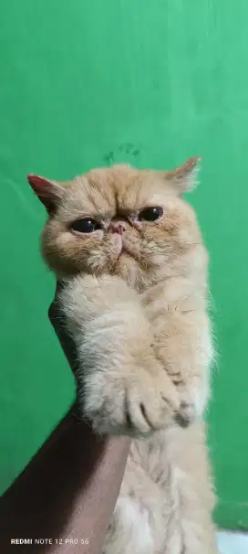 Kucing Peaknose Exotic indukan BETINA murah