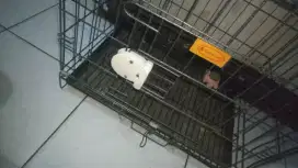 Kandang Kucing Opo Cat