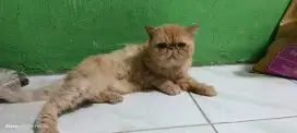 Kucing peaknose exotic BETINA murah