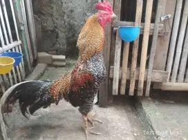 Ayam bangkok atau mangon