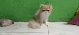Kitten kucing peaknose longhair JANTAN