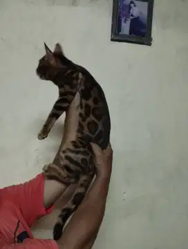 Kucing motif bagus gemes