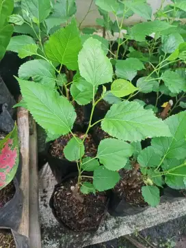 Jual Bibit Tanaman Murbei