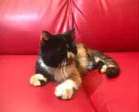 Kucing peaknose exsotic betina