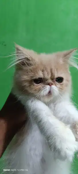 Kitten peaknose longhair JANTAN murah edisi pensiun
