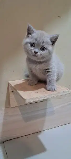 Kucing BSH lilac, Kitten British short hair (BSH)