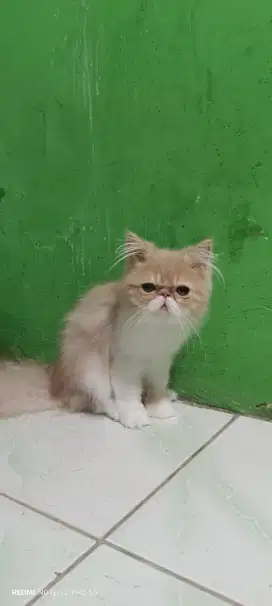 Anakan kucing peaknose longhair jantan