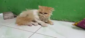 Indukan kucing Peaknose Longhair BETINA