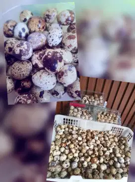 Telor puyuh ½ kg