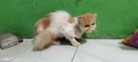 Kucing Peaknose Betina Longhair Indukan