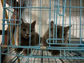 Kucing British Short Hair Blue Solid