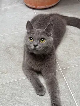 Kucing british short hair blue solid