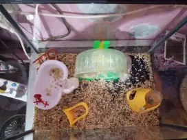 Hamster campbel sepasang+aquarium