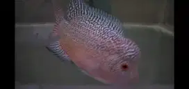Ikan Louhan Cencu bahan ajib