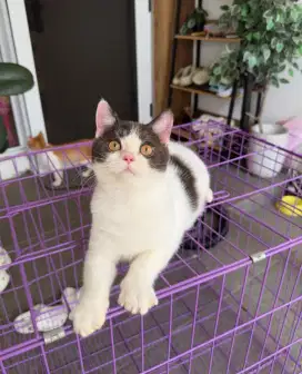 Kucing bsh british shorthair bico hitam putih choco