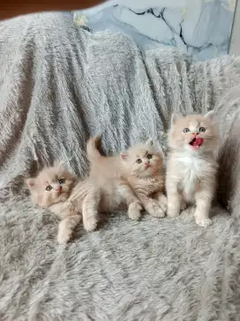 KUCING PERSIA LUCU WARNA CREAM