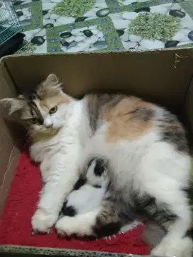 Indukan Persia calico usia 2 tahun bawa anak 1 udah full vaksin