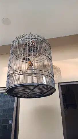 Burung murai medan
