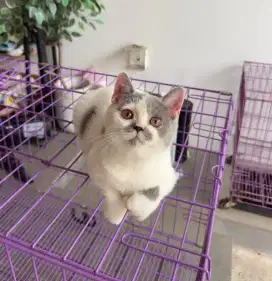 Kucing bsh british shorthair kitten betina