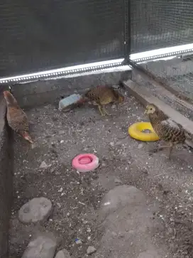 Anak-anak ayam hias golden pheasant atau ayam hutan tibet