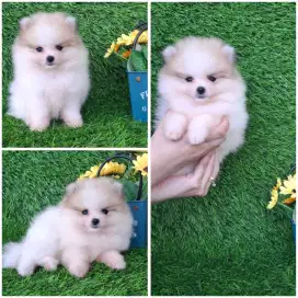 Puppy minipom kwalitas istimewa