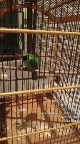 Jual burung murai