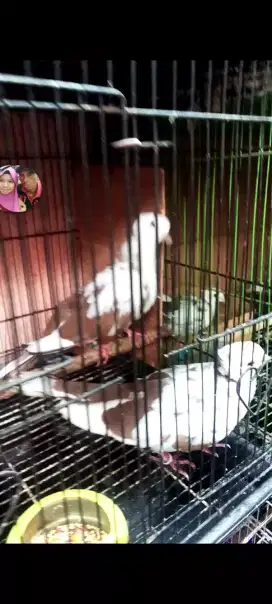 Burung puter blorok