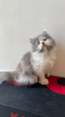 Kitten Calico Long Hair