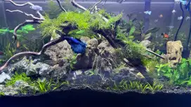 Aquascape 60 * 40 * 40