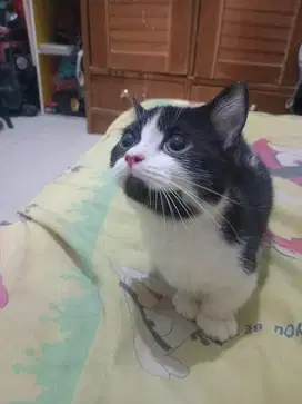 Kitten munchkin betina
