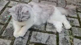 Kucing persia indukan 3.5 tahun sepasang