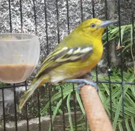 Cipow jantan rakus makan pur