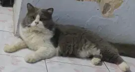 Kucing jantan persia medium cocok untuk peliharaan atau kawin