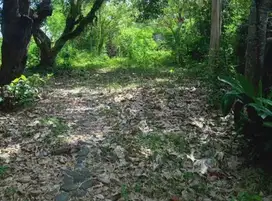 JUAL TANAH DI CANGGU KAWASAN KUTA