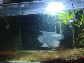Ikan lohan cencu