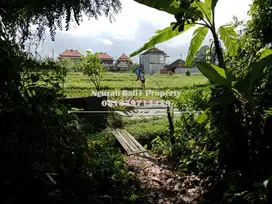 Tanah Murah Disewakan Luas 900 m2 View Sawah Link Villa di Ubud