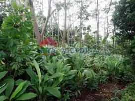 Tanah di Selpanggung Kec Semen Kediri