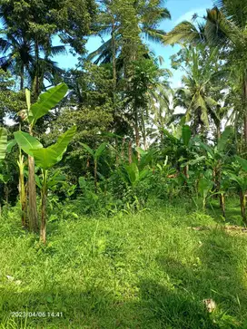Tanah Yellow Zone view jungle 20 menit dari Central Ubud Bali