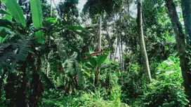 Leasehold - Land Near Kaba-Kaba,Tabanan- Perfect for Villa Development