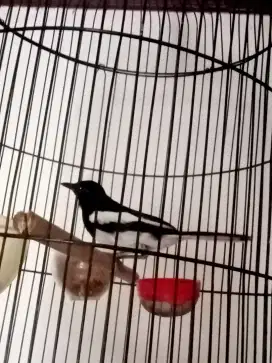 Kacer Dada Putih mapan rajin baru rapih mabung..